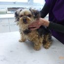 정원 양한방동물병원 이미지