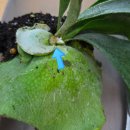 초록나무약국 | 창원 가드닝클래스 후기 – 보타미에서 박쥐란(부작) 체험하고 왔어요