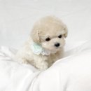 데스티니 퍼피 이미지