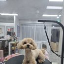 꽃보라미용실 네이버블로그