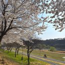 생태와대구 | 대구 벚꽃 명소 금호강 생태공원 실시간 개화 현황 방문 후기