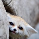 깜찍한여우