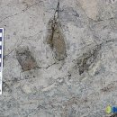 공룡 발자국화석지 이미지