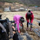 귀농 그 이후 서경방송 길따라 이야기따라 산청 당귀밭 체험 이미지