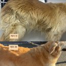 멍즈니랜드 이미지