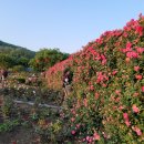 오십천둔치 이미지