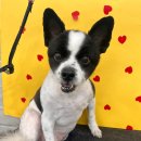 강산동물병원 이미지