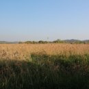 갈대습지공원 이미지