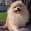 행복한유치원 | 행복한 여름이의 평산동 애견유치원 다녀올개 후기