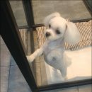 개똥이 애견샵 이미지