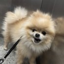 멍스쿨 전주애견유치원 애견호텔 이미지