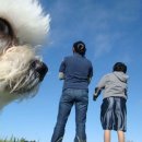 악동강아지 이미지