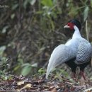 금성농장 이미지