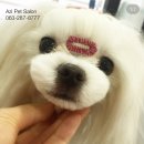 아지펫살롱 이미지