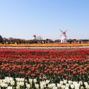 튤립공원 이미지