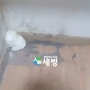 새삥종합청소 경기강원지사 이미지