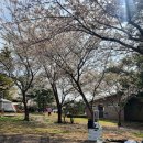 모구리야영장(일출봉영지) | 2023.4.1. 제주 서귀포 성산 캠핑장 추천 :: 모구리야영장 벚꽃 캠핑 후기(일출봉영지 I23)