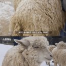 양떼목장