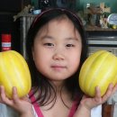 배한농장 Daum카페