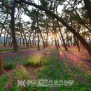 소나무숲아래 이미지