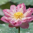 논산곤드레밥송림한우 | 8월 예쁜 꽃 BEST 5｜연꽃·맥문동·배롱나무꽃·해바라기·황화코스모스 꽃여행 리얼후기