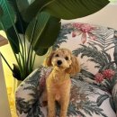 제일 그루밍샵 이미지