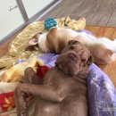 멍삼이네 이미지