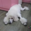 프로펫애견샵