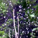 Shall We Dance 이미지