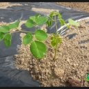 신가네농장 이미지