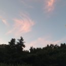 패닉로즈