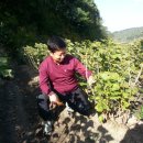 분지농장 이미지