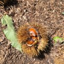 연화농장 | 강화 연화농원 밤따기 체험 후기｜가족과 함께 즐기는 저렴하고 알찬 가을 나들이