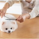 봄이든 동물병원 이미지