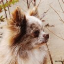 티나리안 이미지