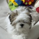 다줄 | 살롱드 다줄 루이 첫미용 내돈내산 후기-가격,주차,미용시간 후기