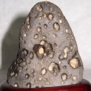 비둘기집 이미지