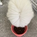 안양펫 네이버블로그