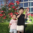 조선대 장미축제 야간 후기! 2026 조선대학교 장미주간, 졸업생 아빠가 매년 찾는 광주 5월 가족 나들이...