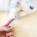 네일츄르 이미지