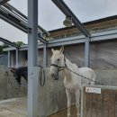 서서울승마클럽 이미지