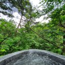 포레스트리솜 이미지