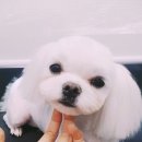 밴스동물병원 이미지