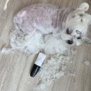 강아지 | 강아지 미니 바리깡 후기! 저소음 이발기로 셀프미용 성공했어요