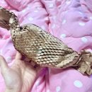다욧템 추천✨ 순도95% 고함량 ‘빌립푸드 락토페린 프리미엄’