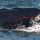 고래뱃속 이미지