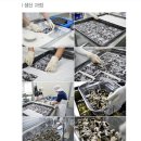 복내리는당산나무 이미지