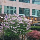 남산병원 | 대구 여행ㅣ라일락 명소 실시간 개화 계명대 남산동 등나무꽃 스팟
