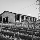 서사분교 이미지