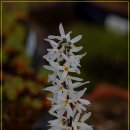 향기담기 이미지